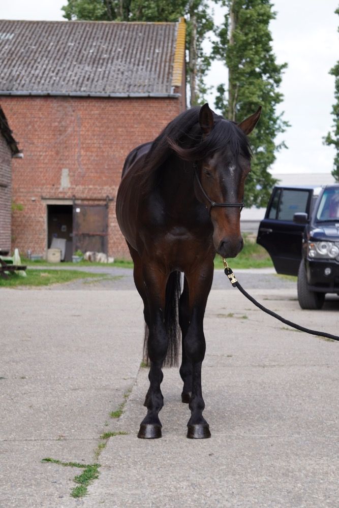 Ander stamboek allrounder Hengst 4 years old Donkerbruin for sale - Photo 5