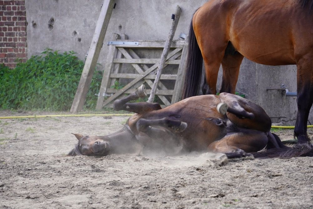 Ander stamboek allrounder Hengst 4 years old Donkerbruin for sale - Photo 6