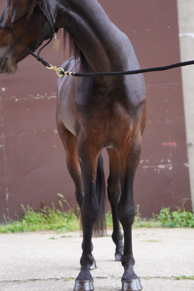Ander stamboek allrounder Hengst 4 years old Donkerbruin for sale - Photo 4