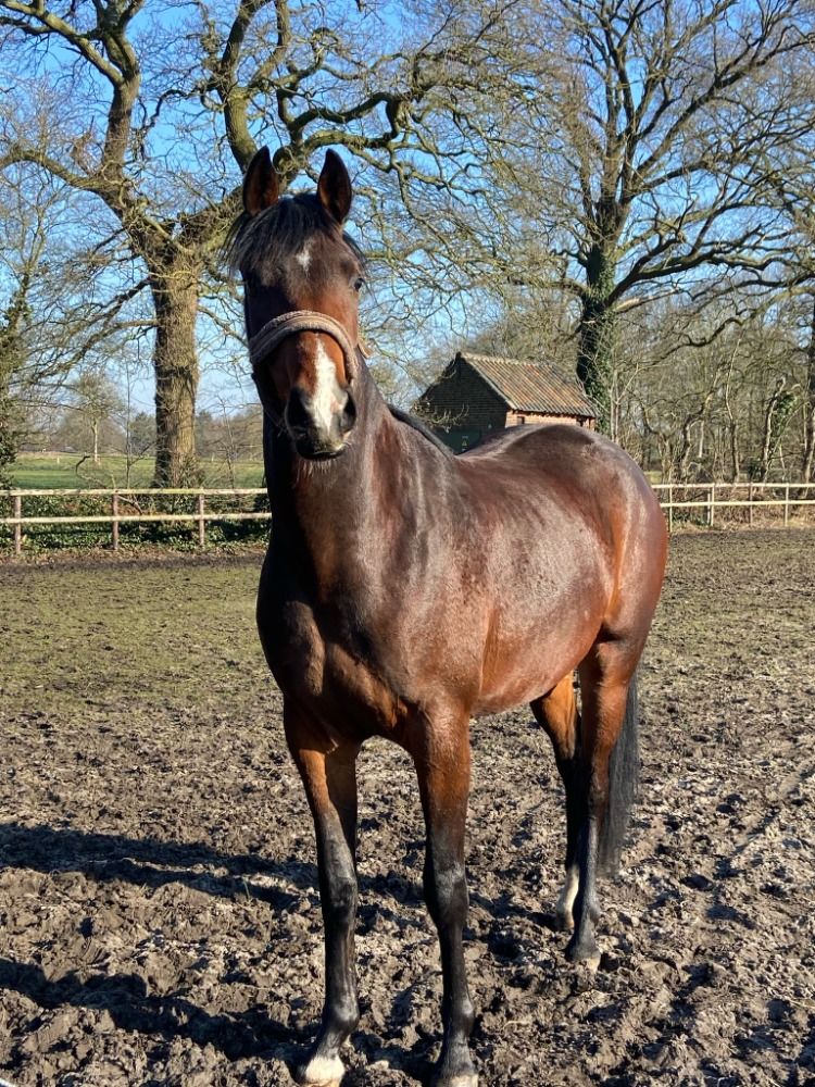 KWPN dressuurpaard Ruin 3 jaar Bruin te koop - Foto 2