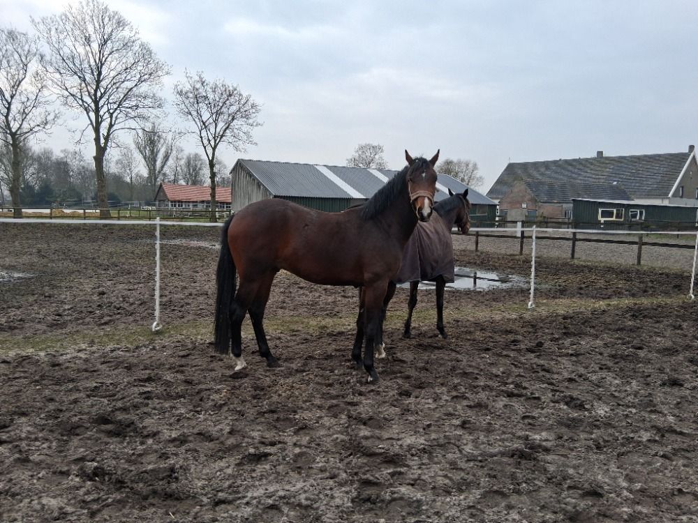KWPN dressuurpaard Ruin 3 jaar Bruin te koop - Foto 5