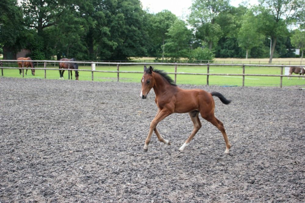 KWPN dressuurpaard Ruin 3 jaar Bruin te koop - Foto 4