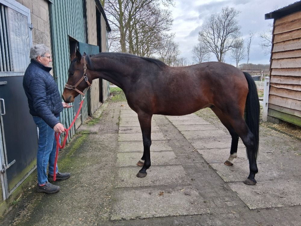 KWPN dressuurpaard Ruin 3 jaar Bruin te koop - Foto 3