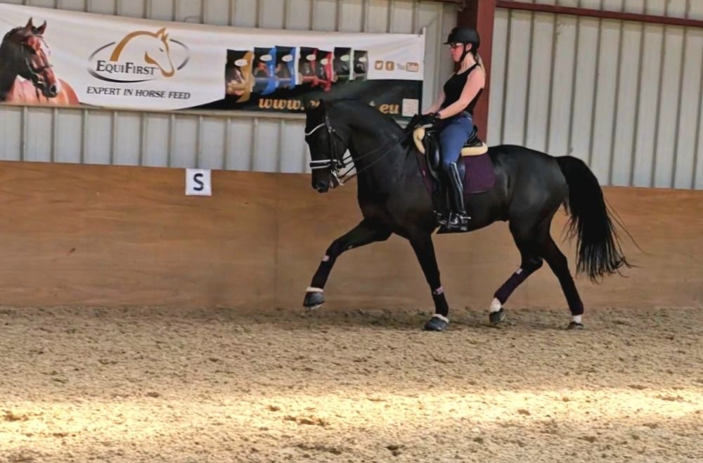Oldenburg dressuurpaard Ruin 9 jaar Zwart te koop - Foto 2