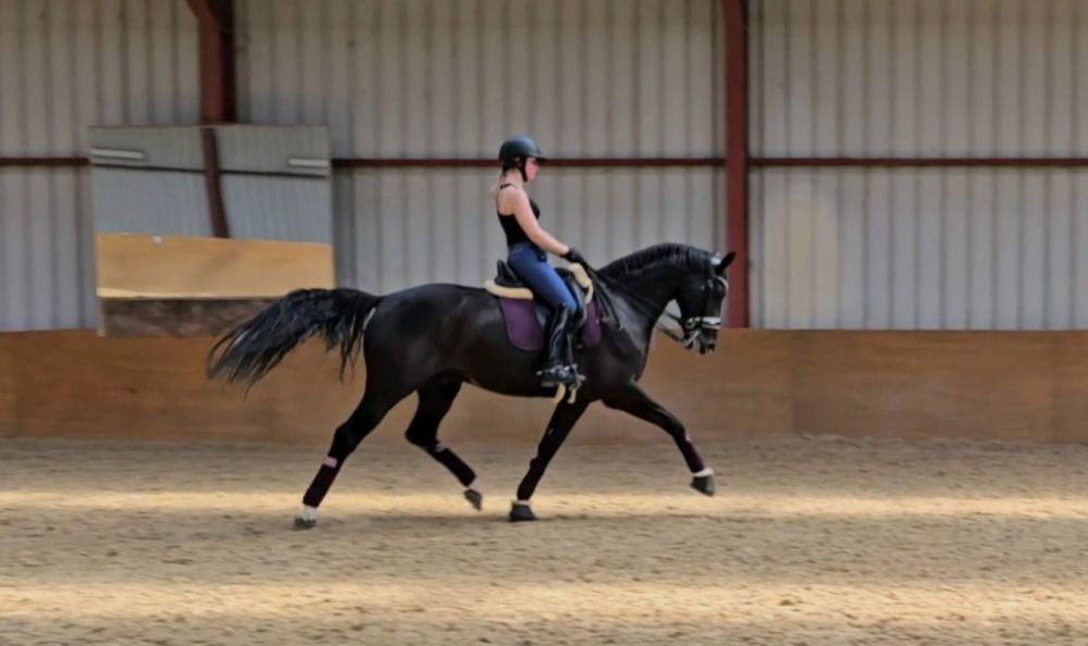Oldenburg dressuurpaard Ruin 9 jaar Zwart te koop - Foto 3
