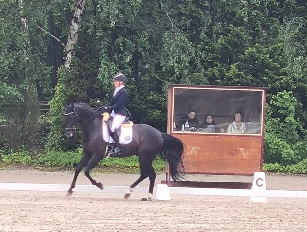 Oldenburg dressuurpaard Ruin 9 jaar Zwart te koop - Foto 5
