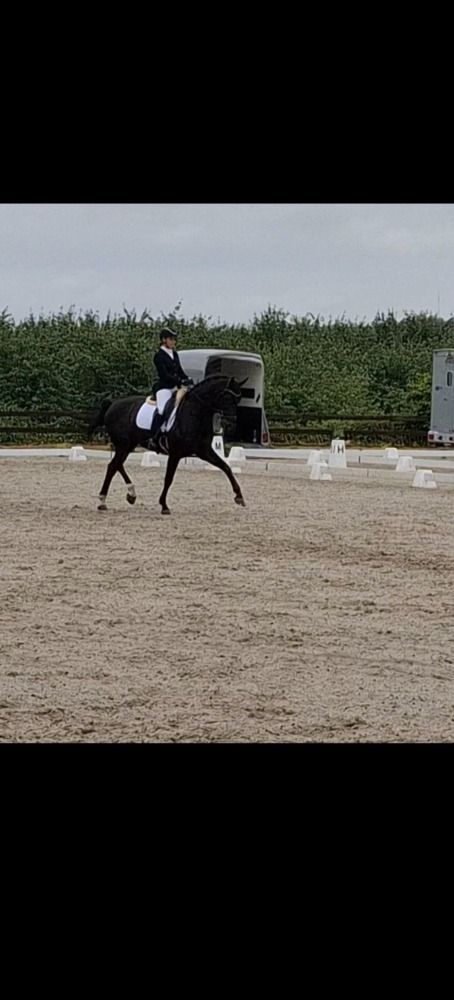 Oldenburg dressuurpaard Ruin 9 jaar Zwart te koop - Foto 4