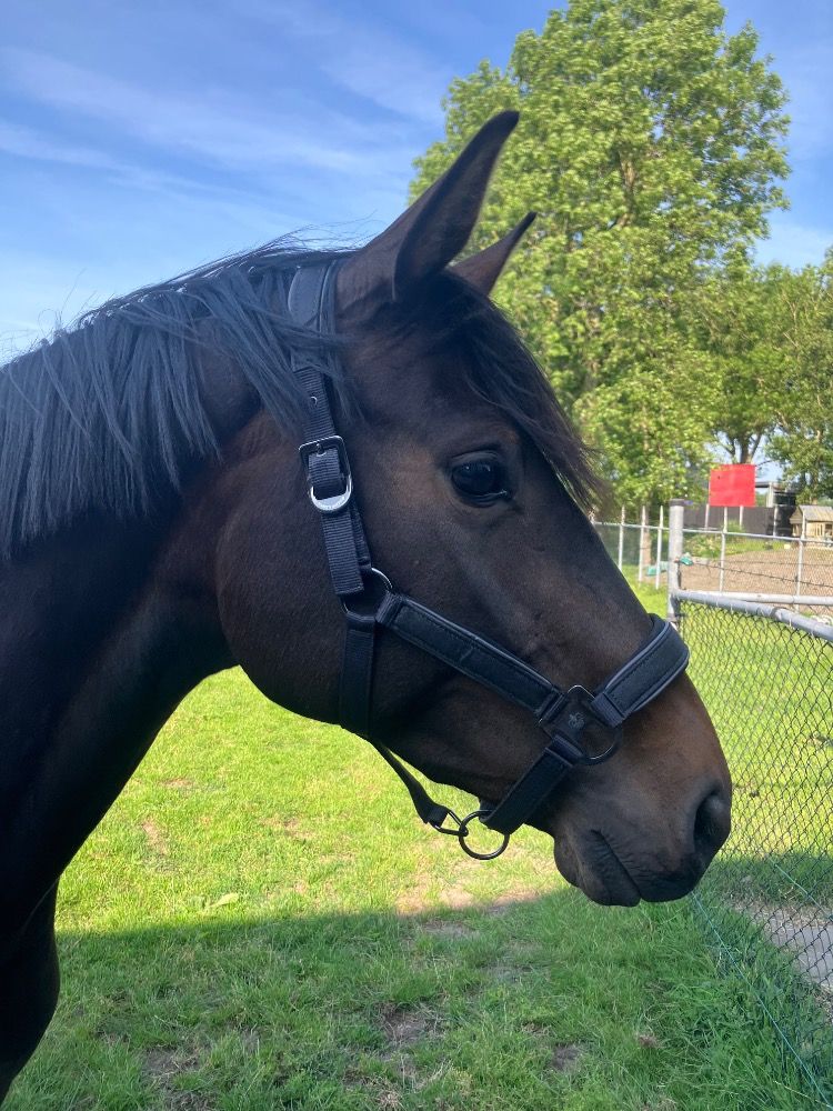 KWPN dressuurpaard Merrie 3 jaar Donkerbruin te koop - Foto 4