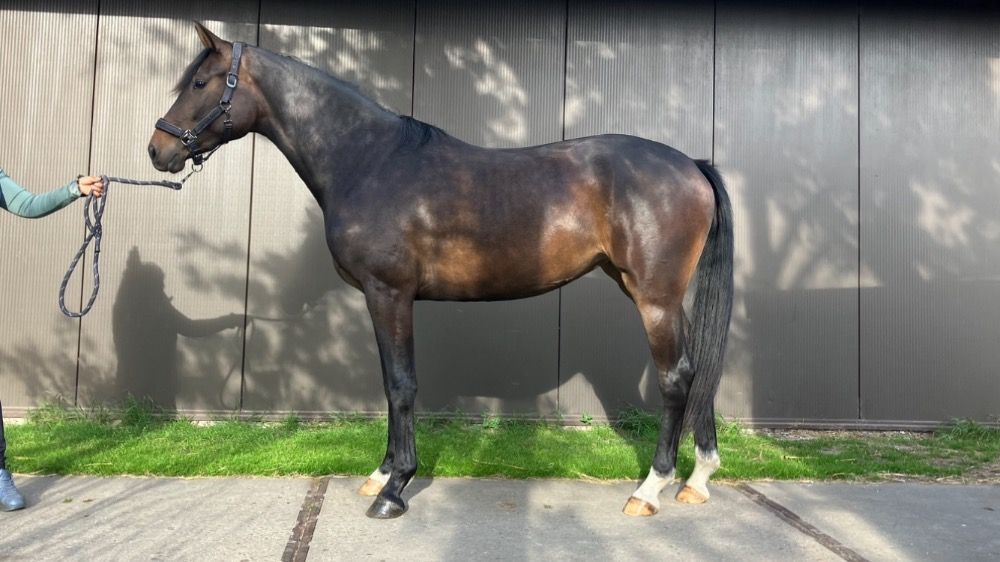 KWPN dressuurpaard Merrie 3 jaar Donkerbruin te koop - Hoofdfoto