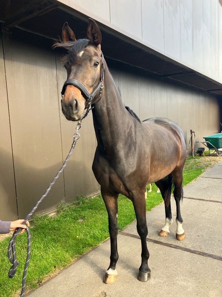 KWPN dressuurpaard Merrie 3 jaar Donkerbruin te koop - Foto 3