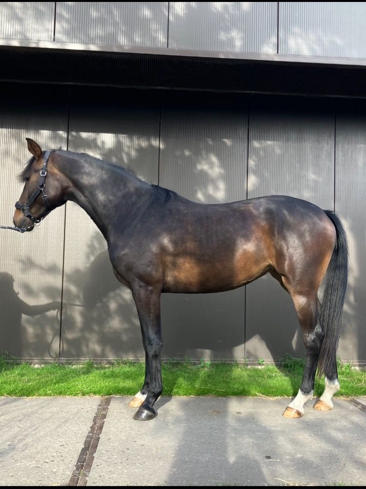 KWPN dressuurpaard Merrie 3 jaar Donkerbruin te koop - Foto 2