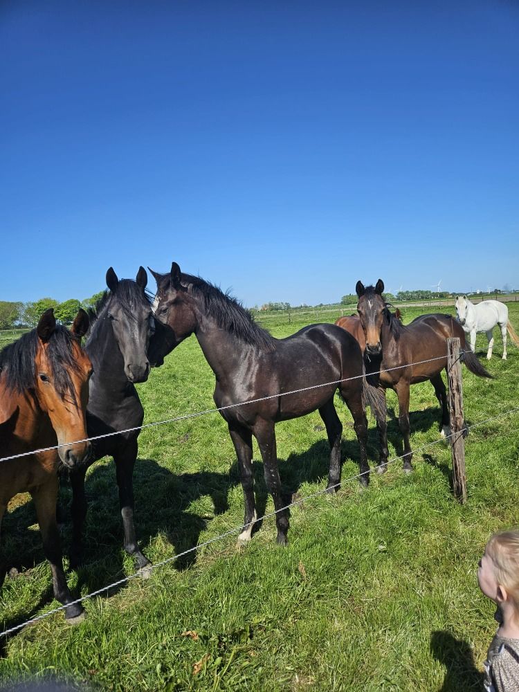 KWPN dressuurpaard Merrie 1 jaar Zwart te koop - Hoofdfoto