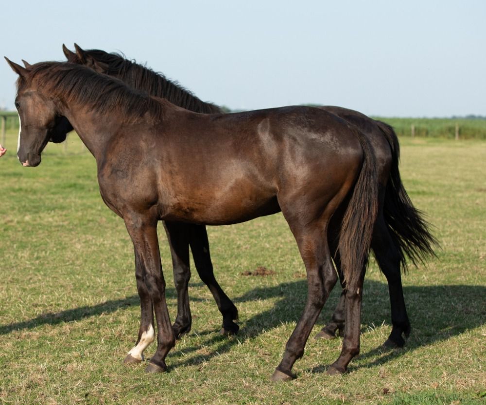 KWPN dressuurpaard Merrie 1 jaar Zwart te koop - Foto 2