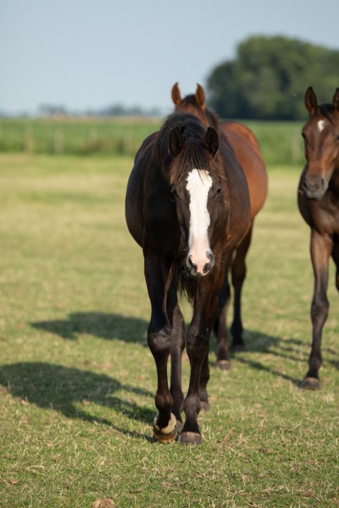KWPN dressuurpaard Merrie 1 jaar Zwart te koop - Foto 4