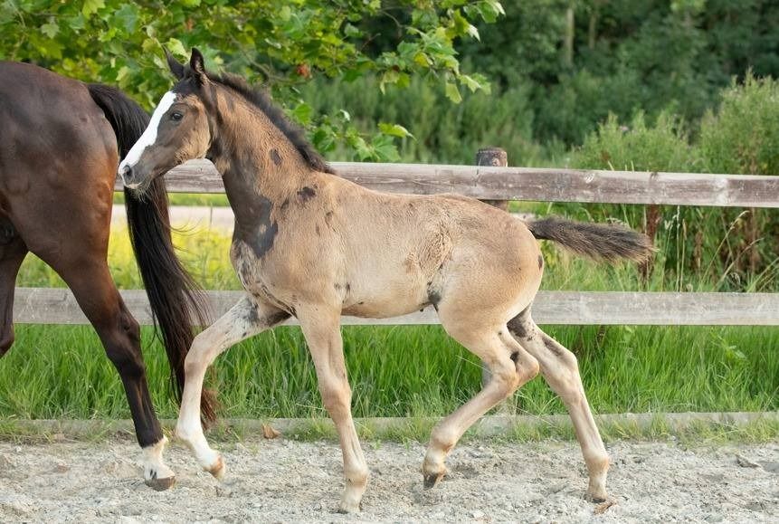 KWPN dressuurpaard Merrie 1 jaar Zwart te koop - Foto 5