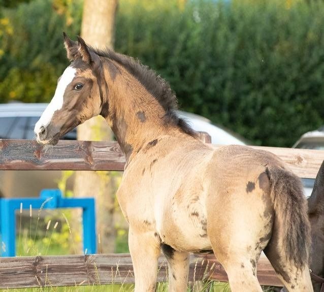 KWPN dressuurpaard Merrie 1 jaar Zwart te koop - Foto 6