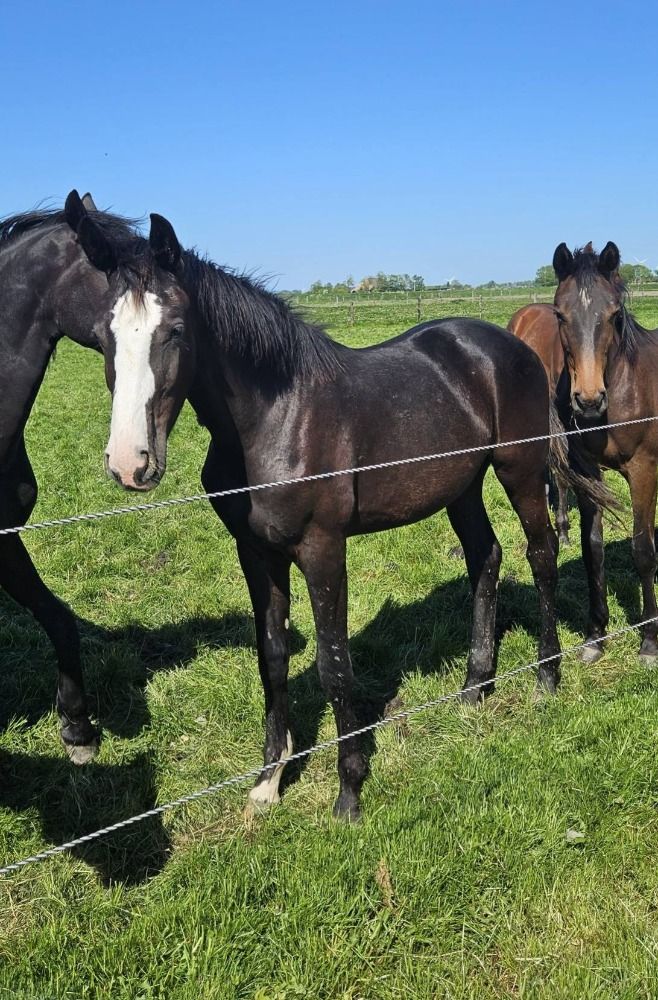 KWPN dressuurpaard Merrie 1 jaar Zwart te koop - Foto 3
