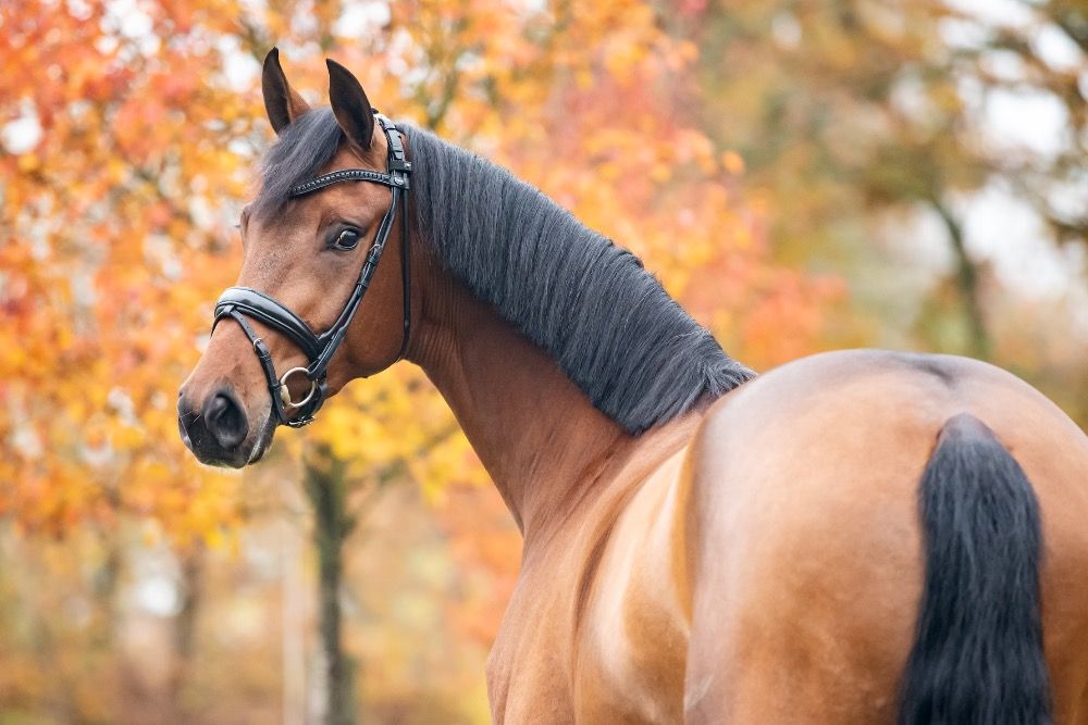 BWP dressuurpaard Merrie 5 jaar te koop - Hoofdfoto