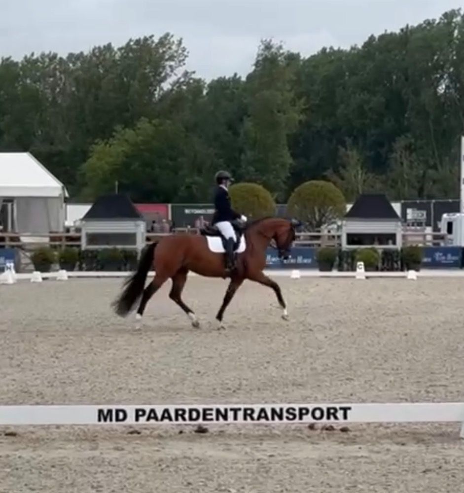 BWP dressuurpaard Merrie 5 jaar te koop - Foto 2