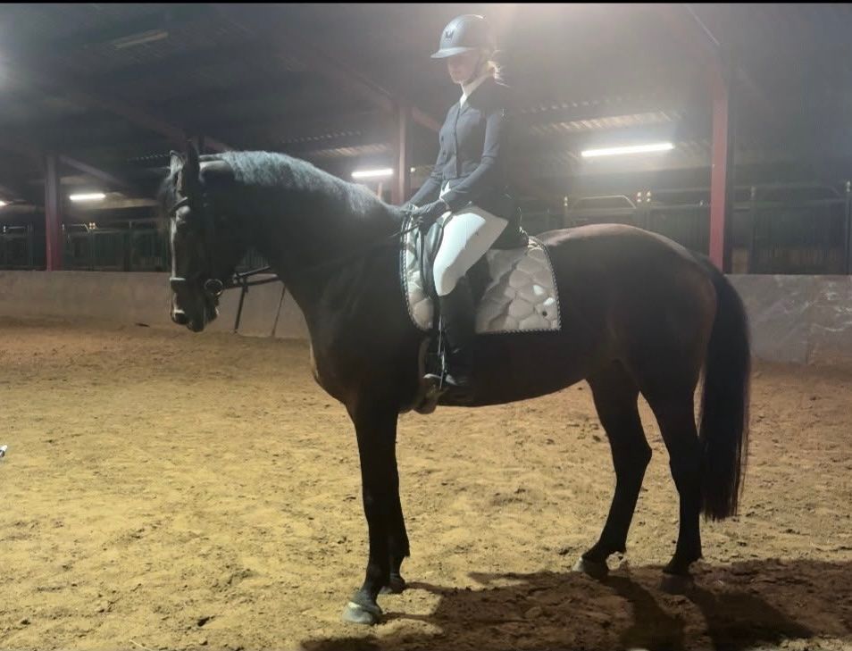 springpaard merrie 7 years old for sale - Photo 5