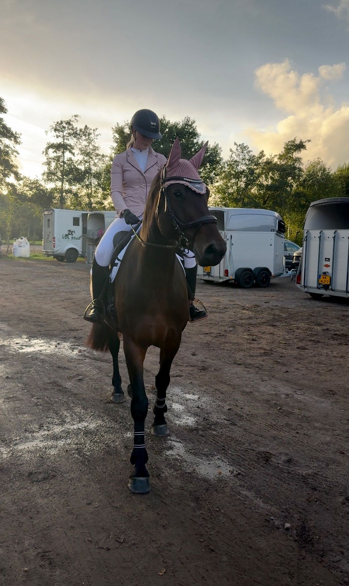 Springpaard, Merrie, 7 jaar