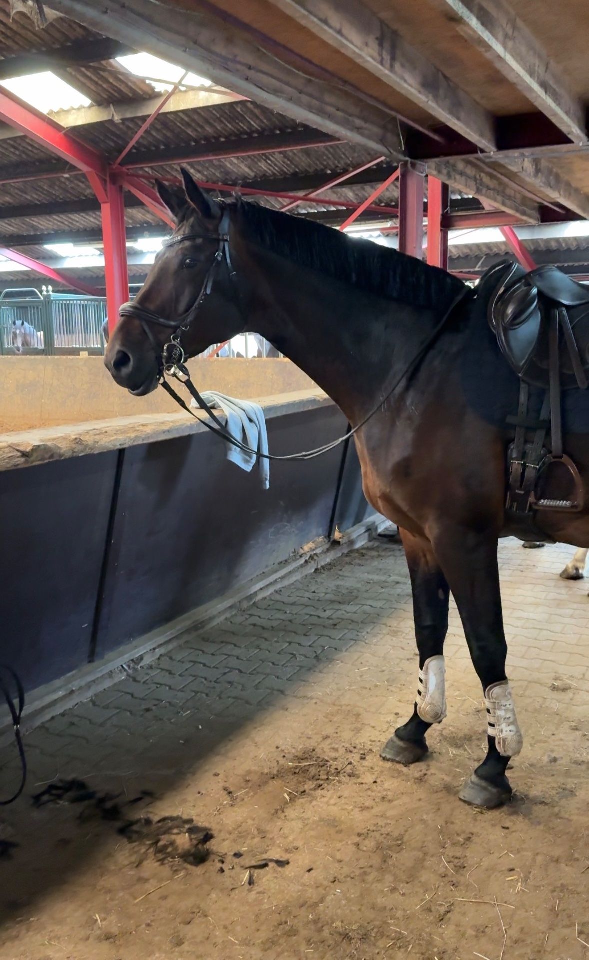 springpaard merrie 7 years old for sale - Photo 3