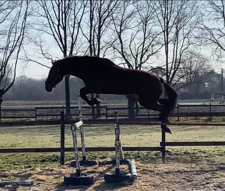 BWP springpaard Merrie 3 jaar Bruin te koop - Foto 2