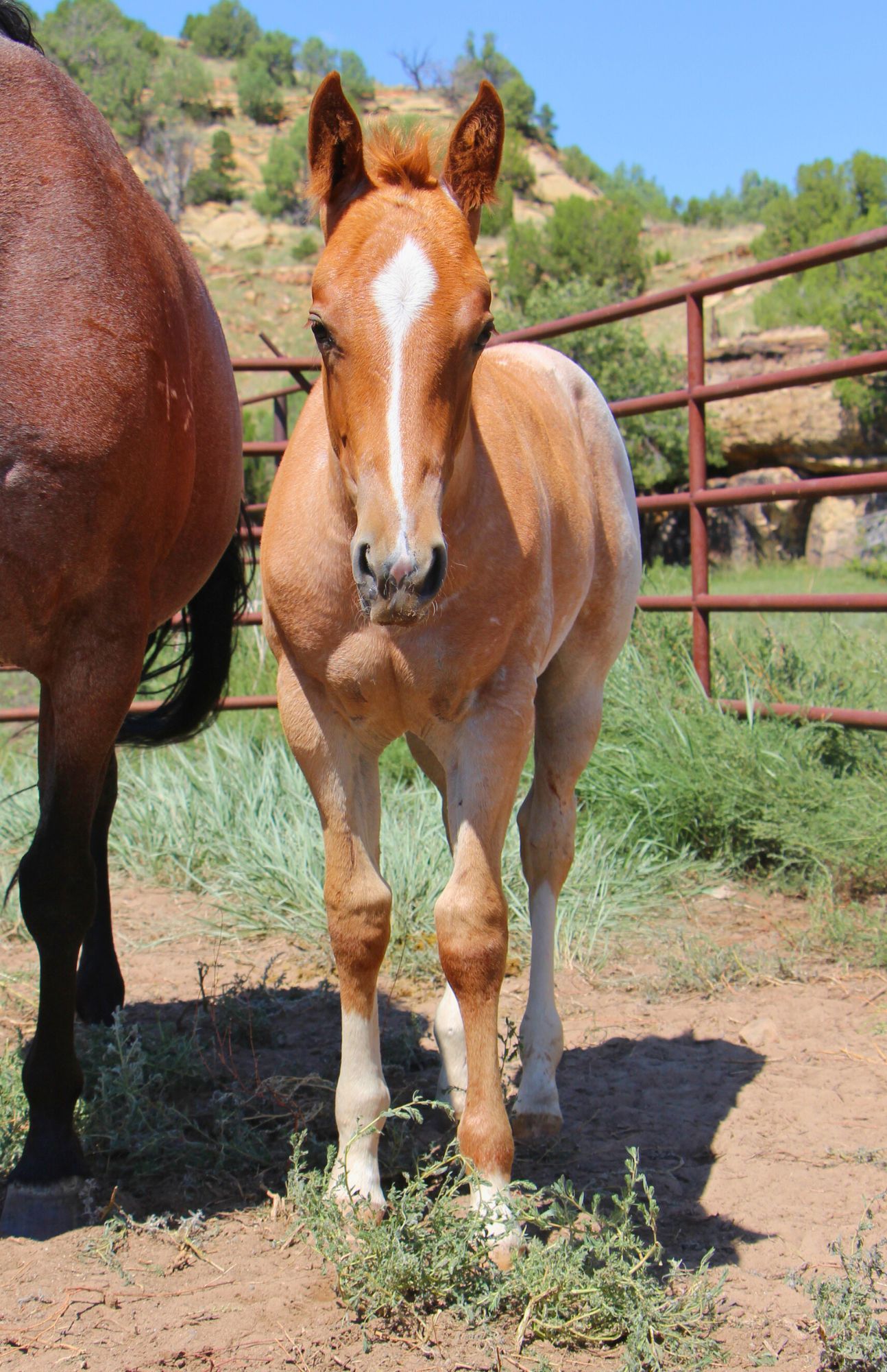 quarter-horse western-paard hengst 2 jaar te koop - Foto 2