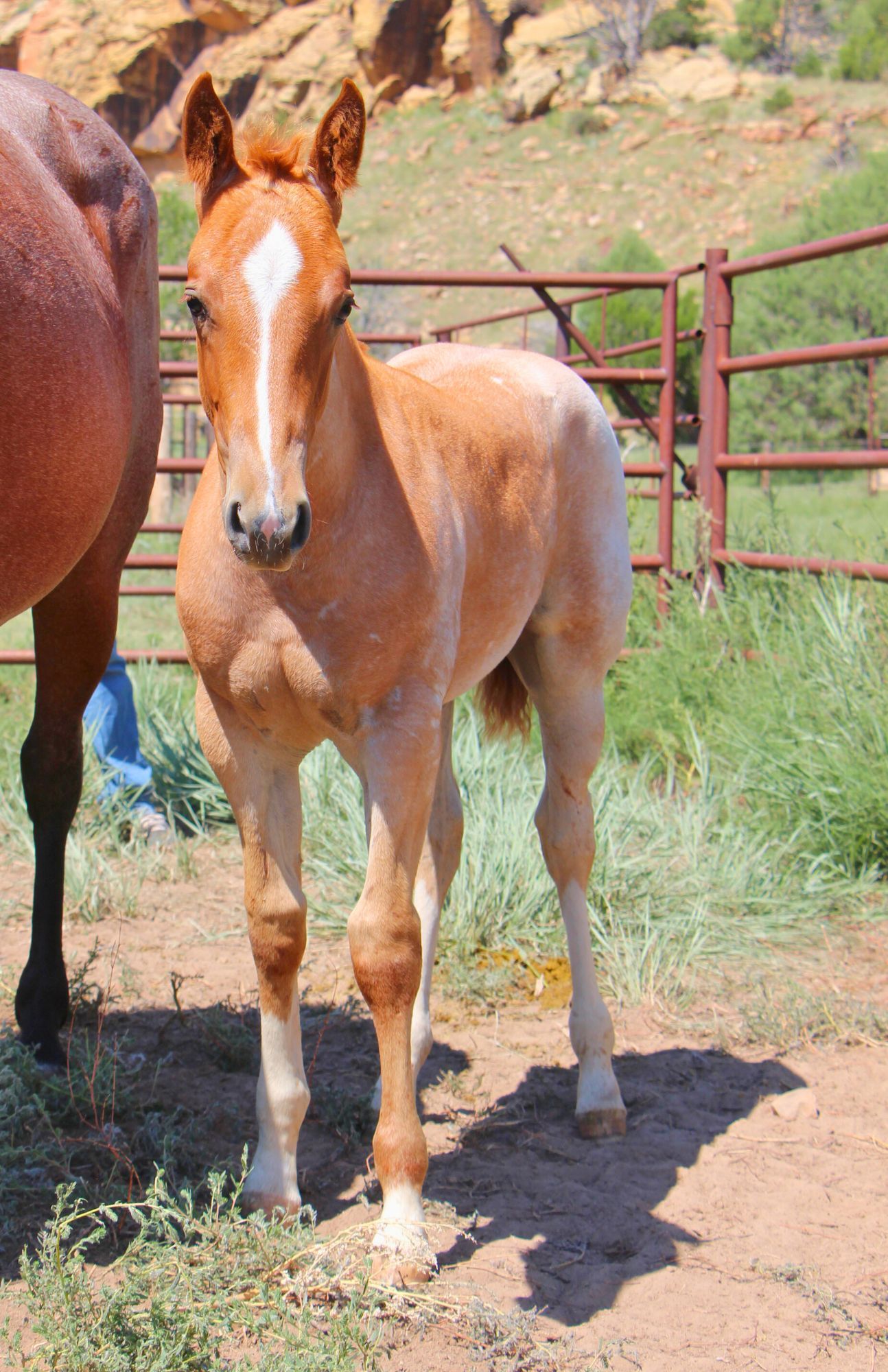 quarter-horse western-paard hengst 2 jaar te koop - Foto 3