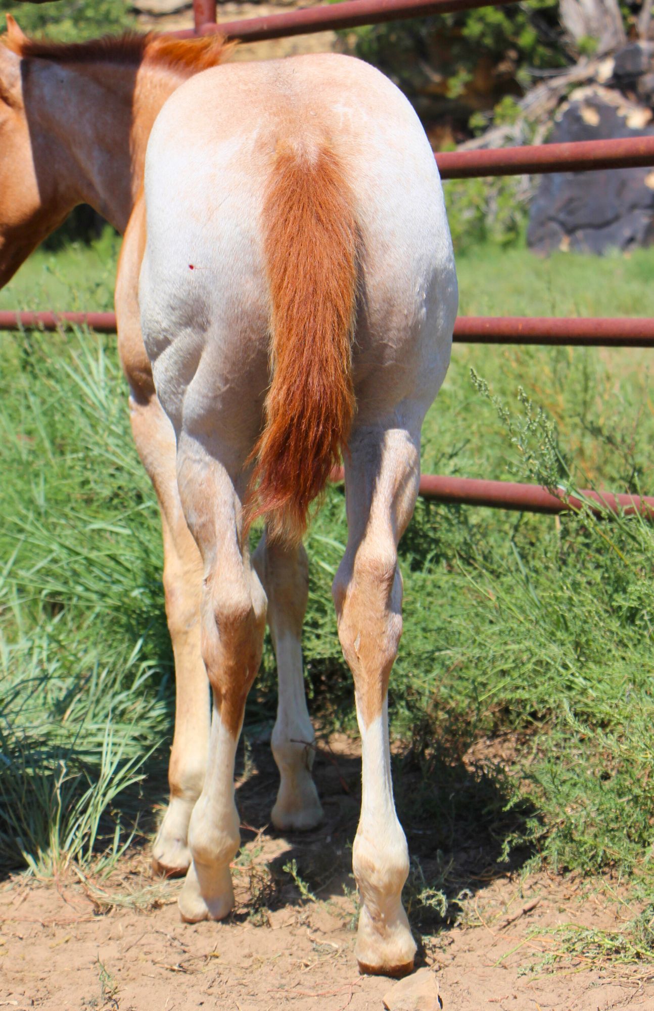 quarter-horse western-paard hengst 2 jaar te koop - Foto 4