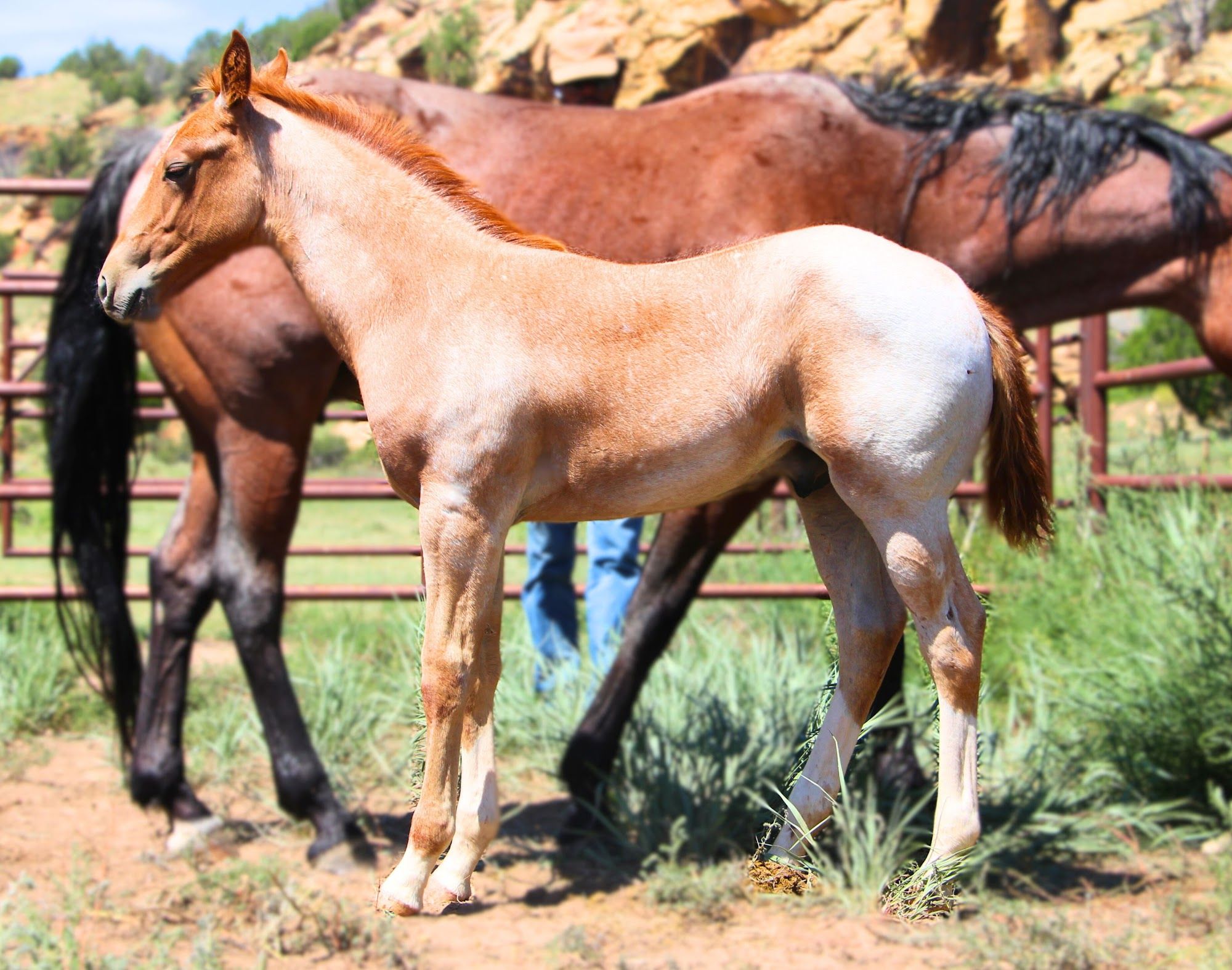 quarter-horse western-paard hengst 2 jaar te koop - Foto 5