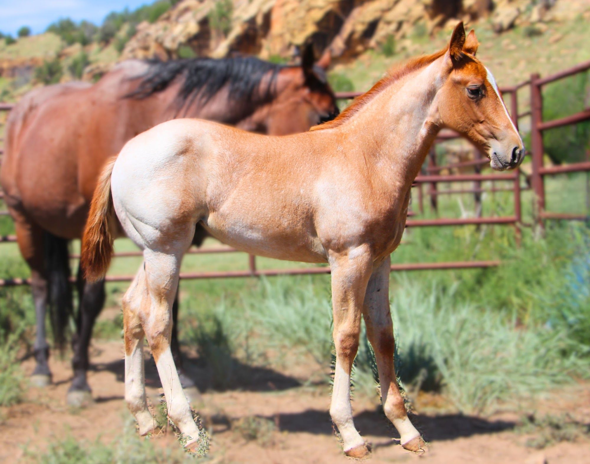 quarter-horse western-paard hengst 2 jaar te koop - Foto 6