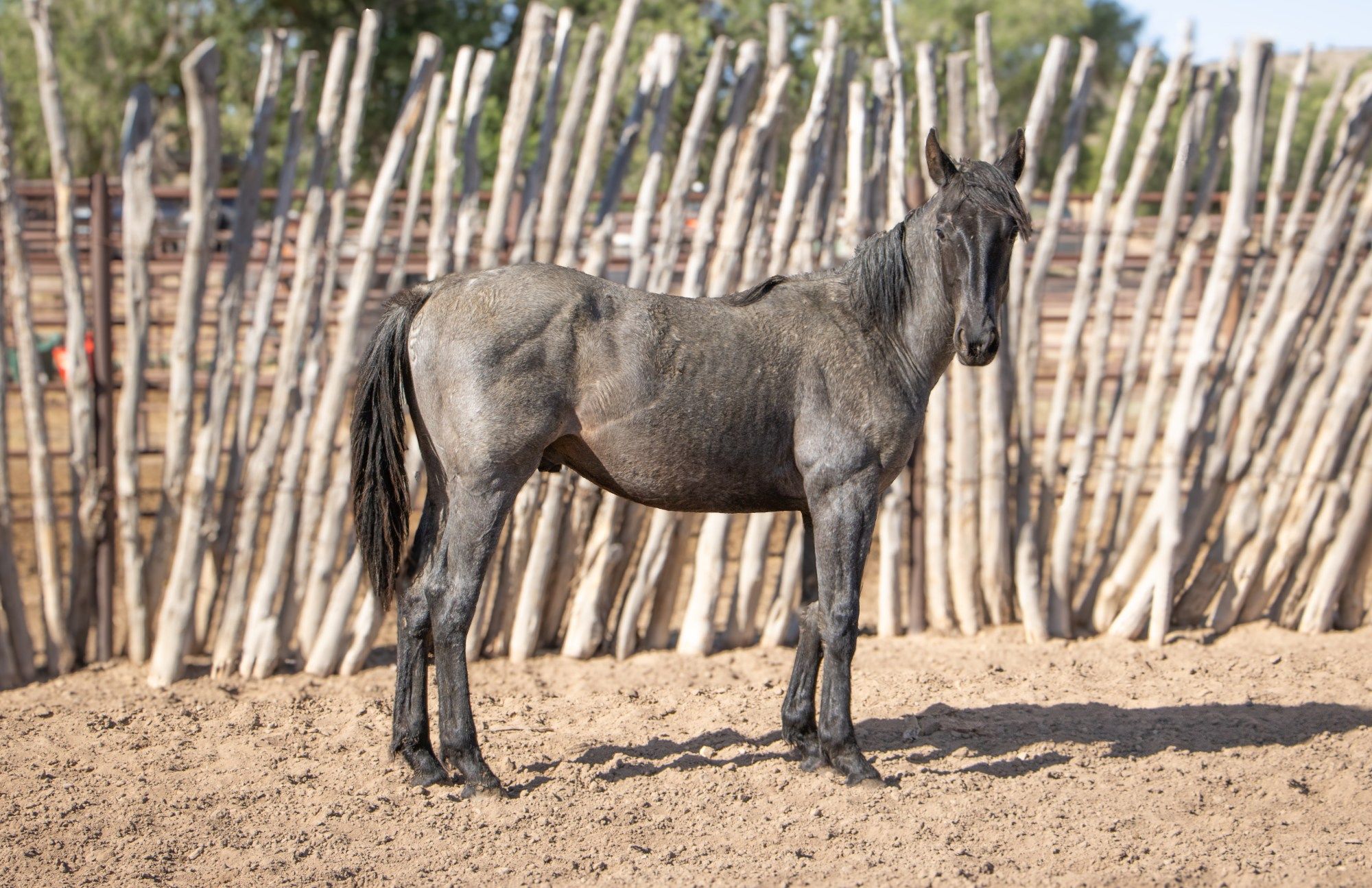 quarter-horse western-paard hengst 1 years old for sale - Main photo