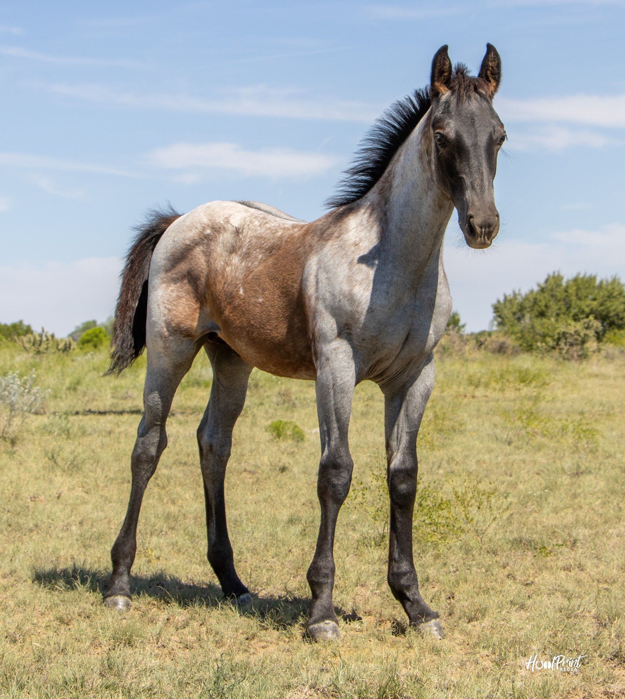 quarter-horse western-paard hengst 1 years old for sale - Photo 2