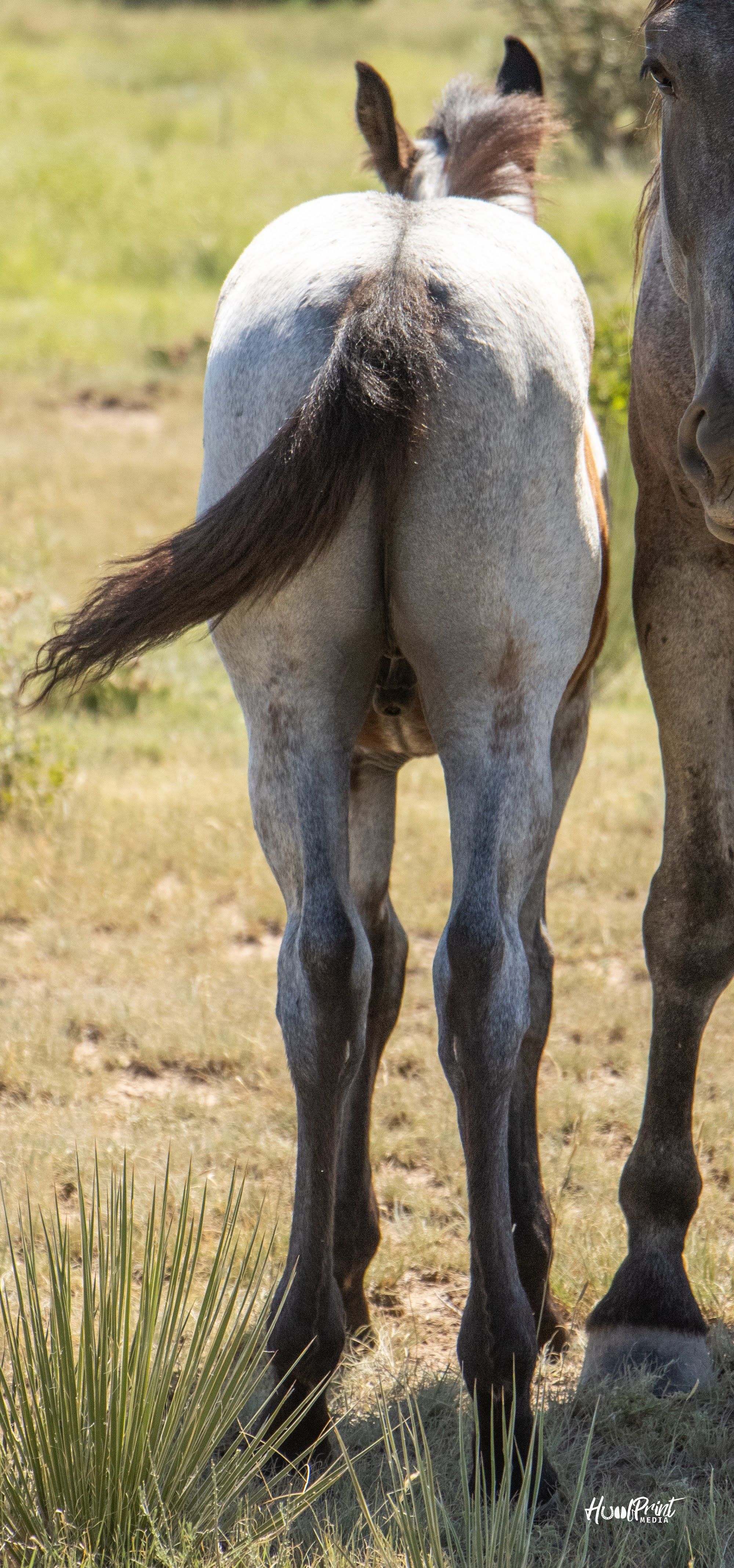 quarter-horse western-paard hengst 1 years old for sale - Photo 3