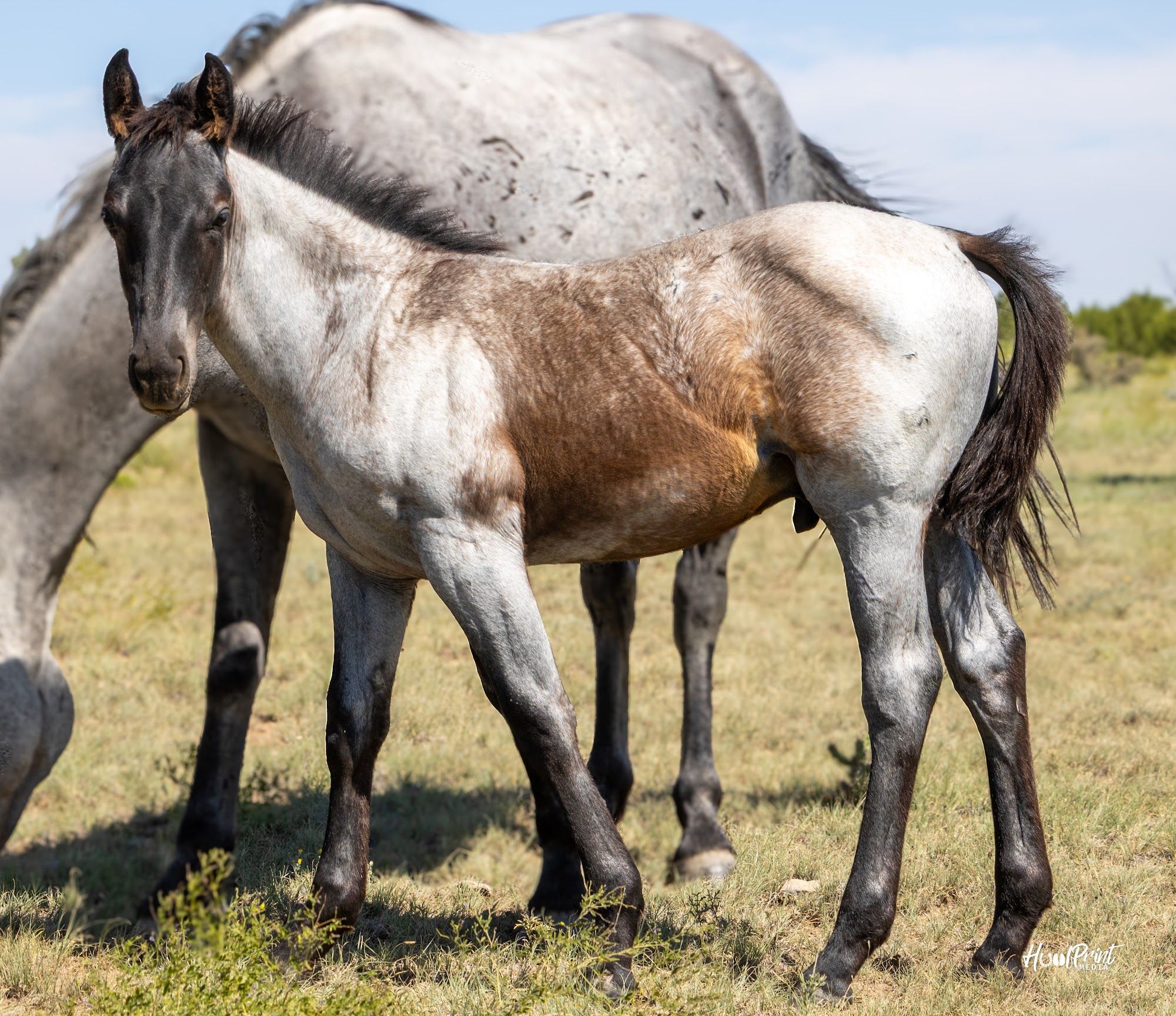 quarter-horse western-paard hengst 1 years old for sale - Photo 4