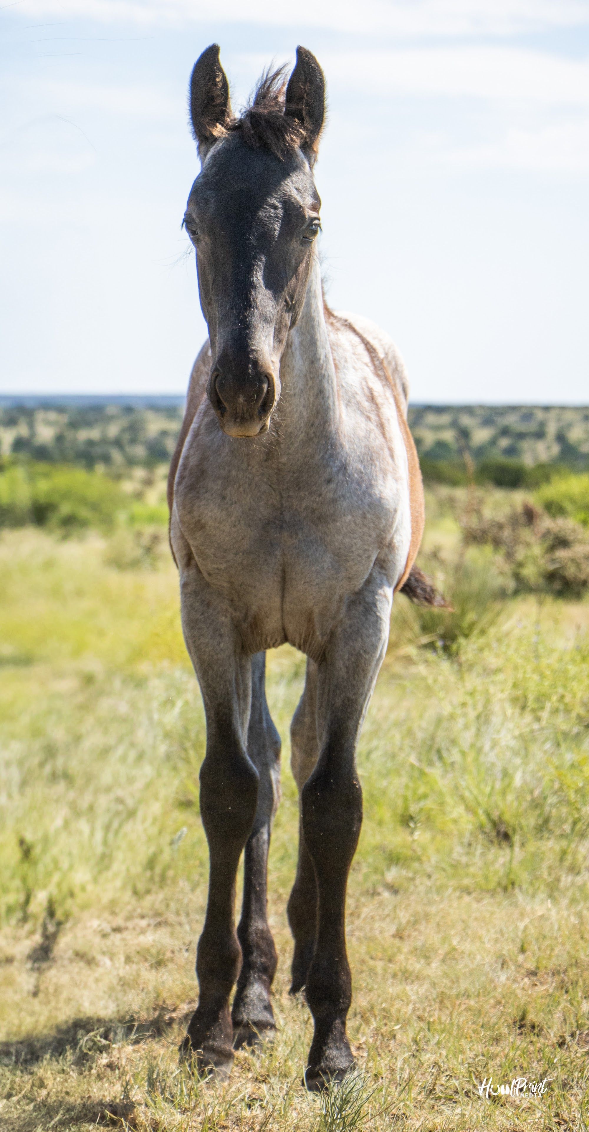 quarter-horse western-paard hengst 1 years old for sale - Photo 5