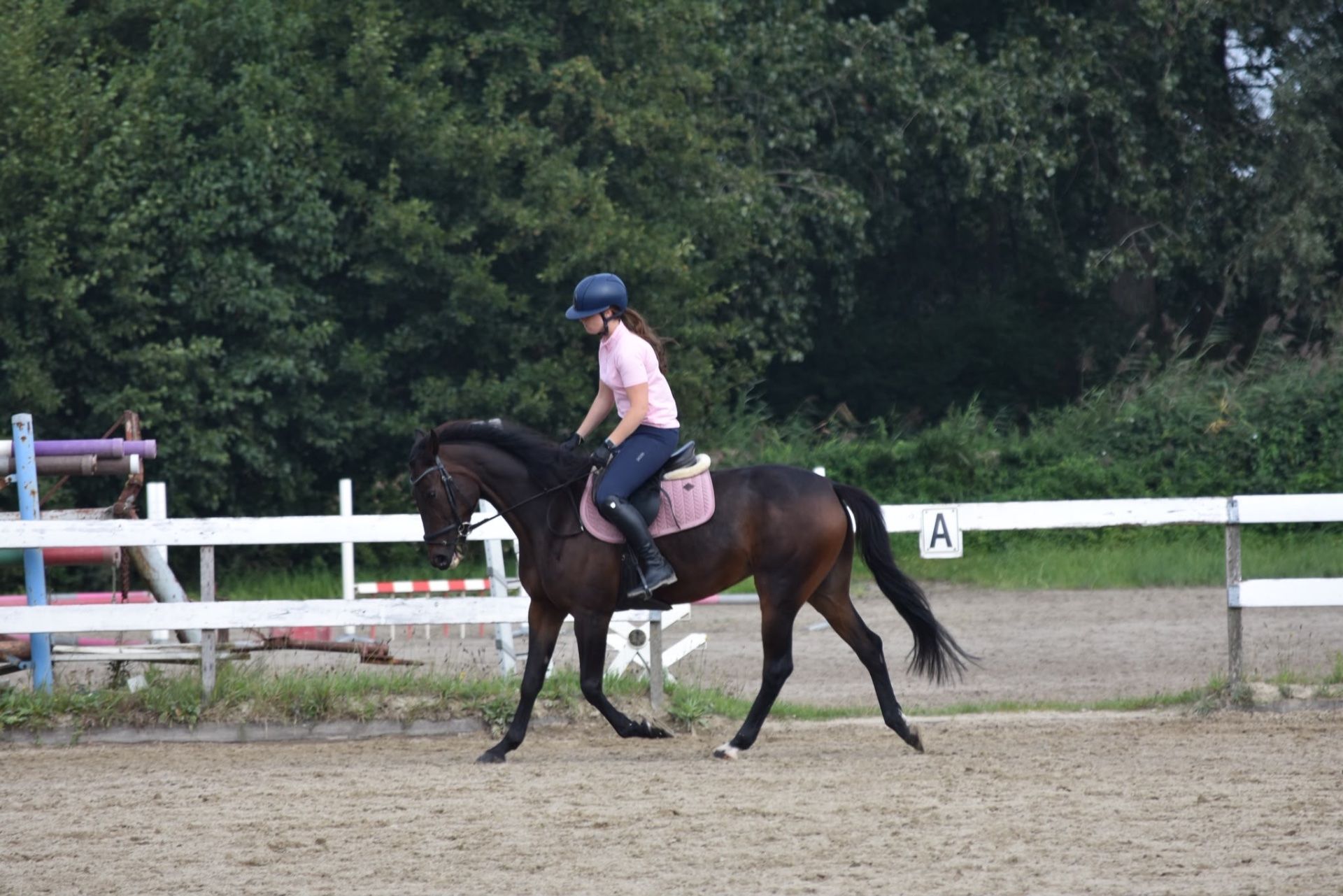 recreatie-paard merrie 7 jaar donkerbruin te koop - Foto 4