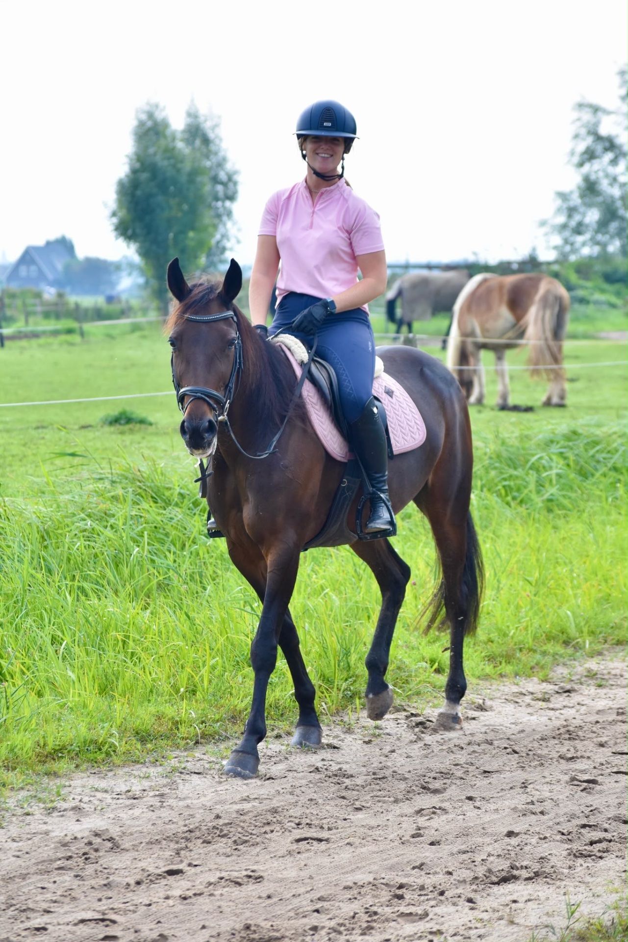 Recreatie paard, Merrie, 7 jaar