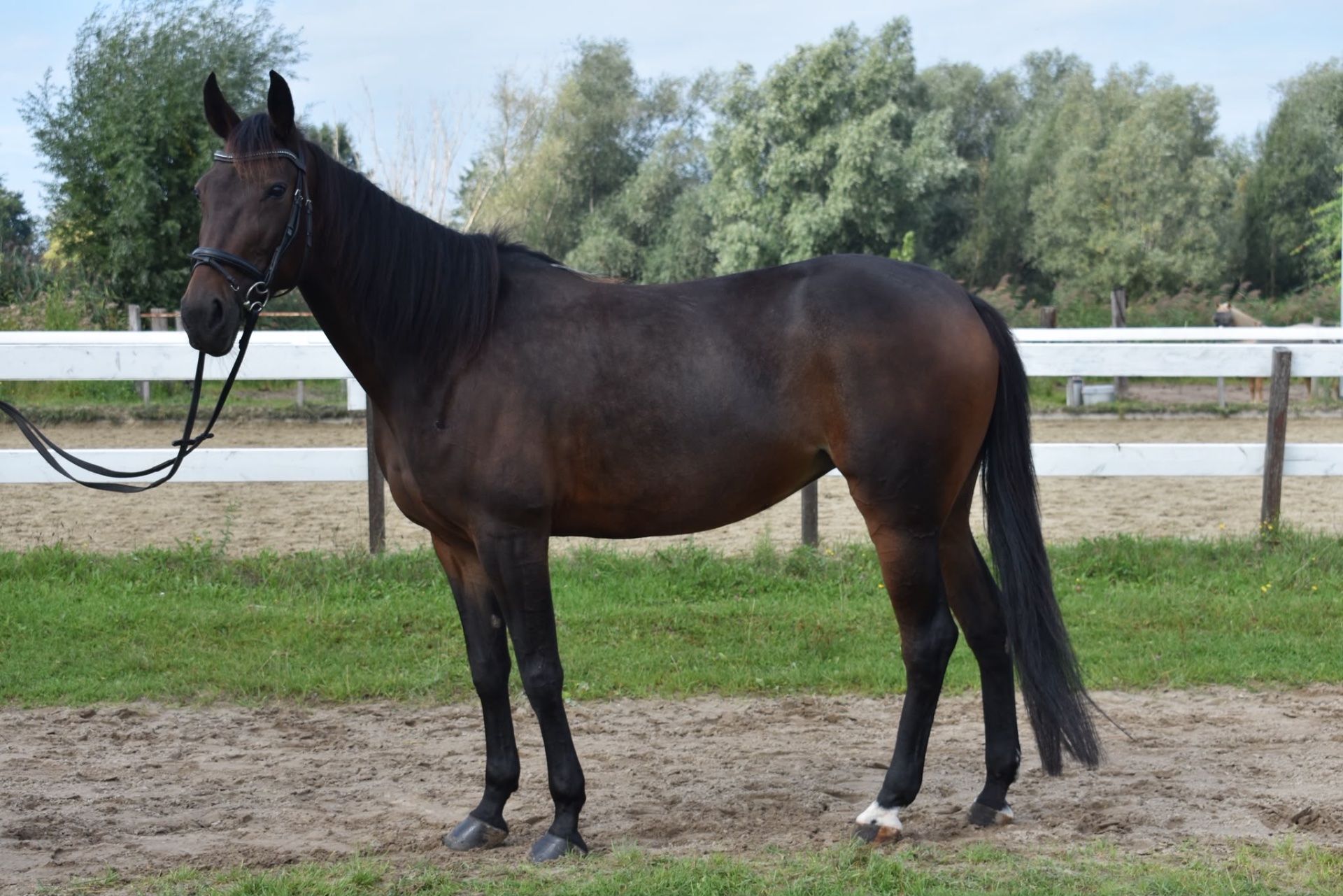 recreatie-paard merrie 7 jaar donkerbruin te koop - Foto 5