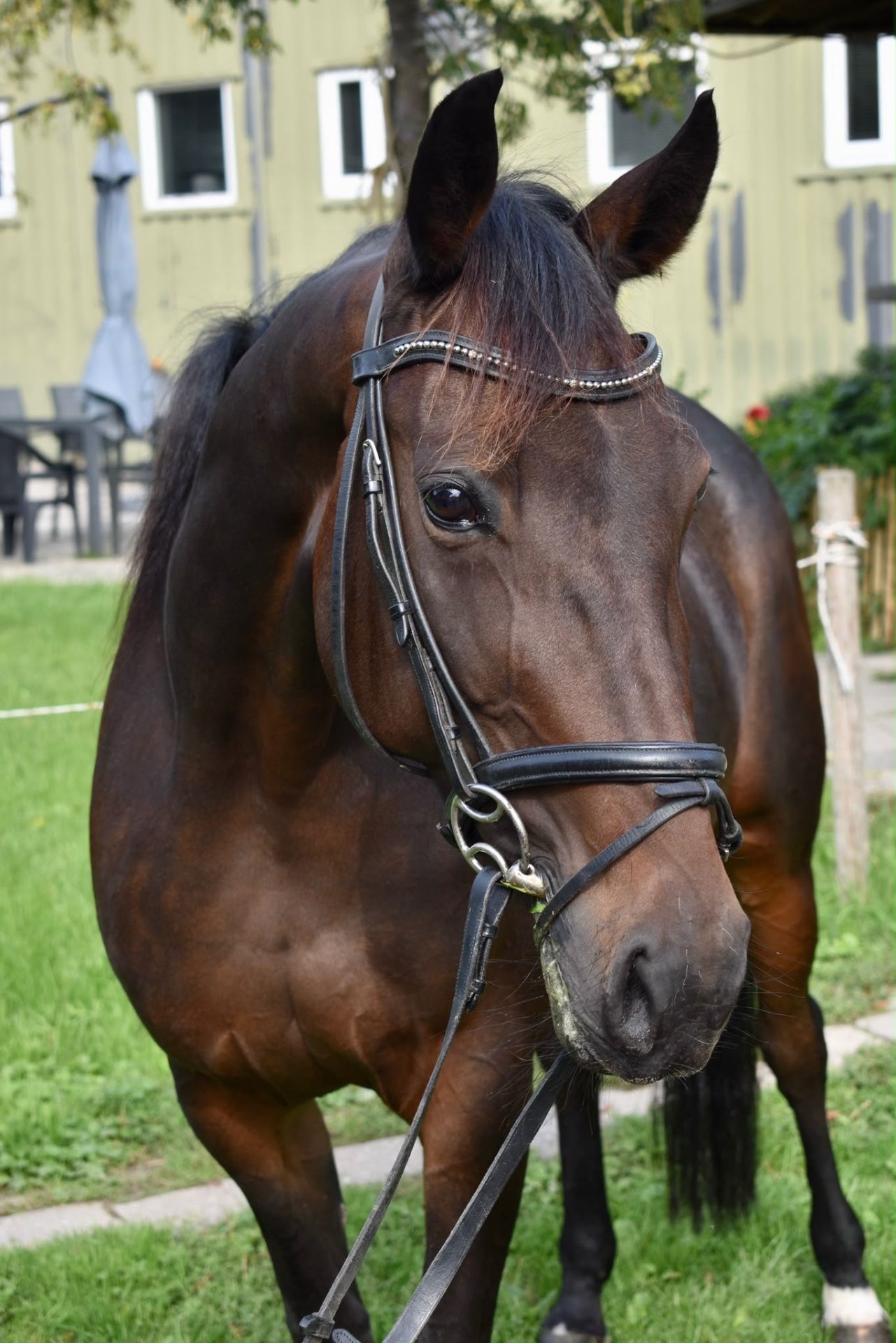 recreatie-paard merrie 7 jaar donkerbruin te koop - Foto 3