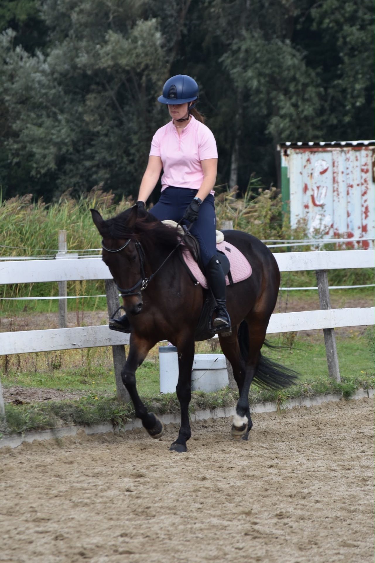 recreatie-paard merrie 7 jaar donkerbruin te koop - Foto 2