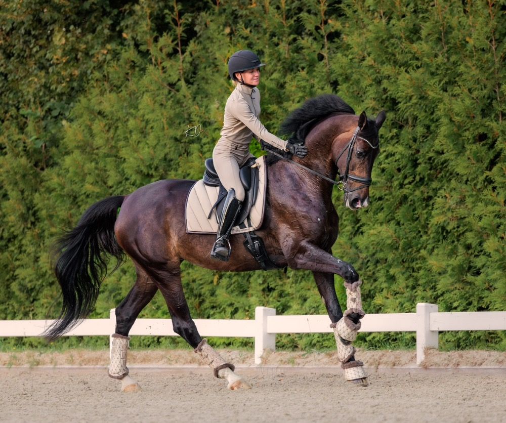 KWPN tuigpaard Merrie 11 years old Bruin for sale - Photo 2