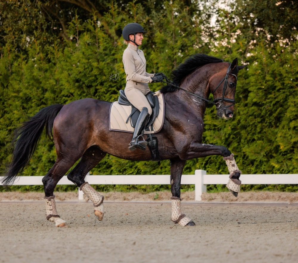 Dressage horse for sale