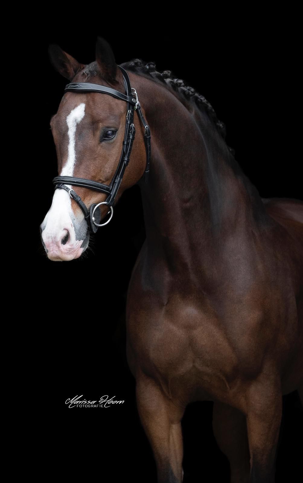 allrounder ruin 14 år till salu - Foto 6