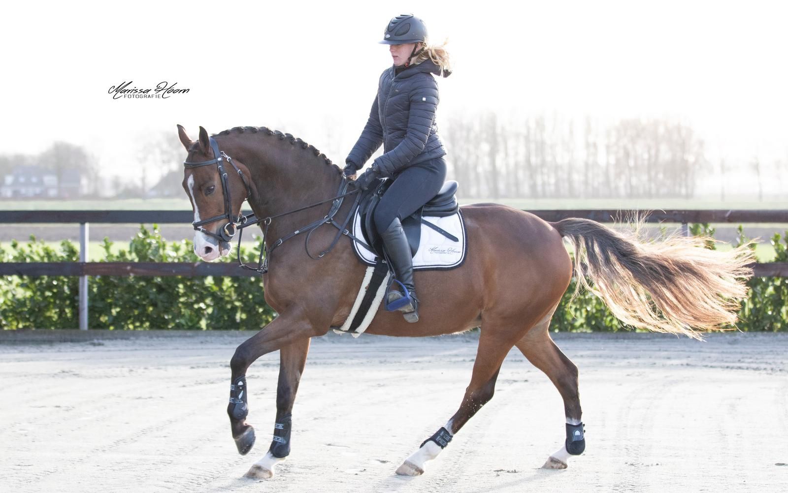 allrounder ruin 14 år till salu - Foto 2