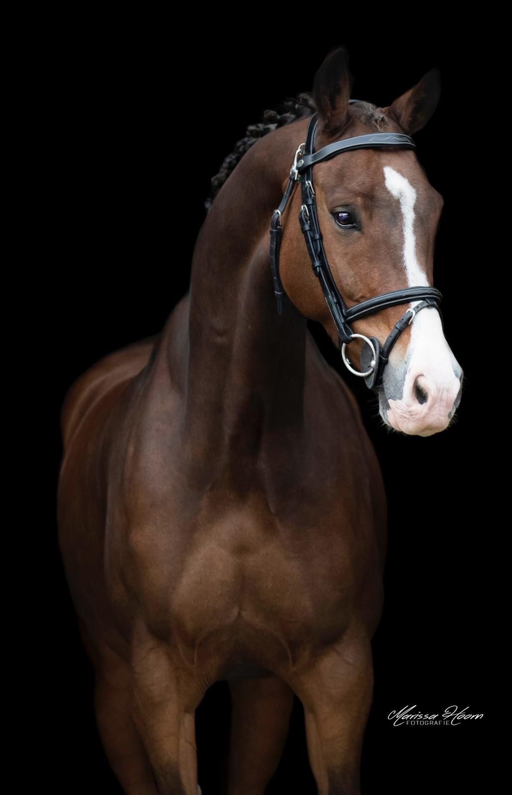 Snygg 14-årig valack.