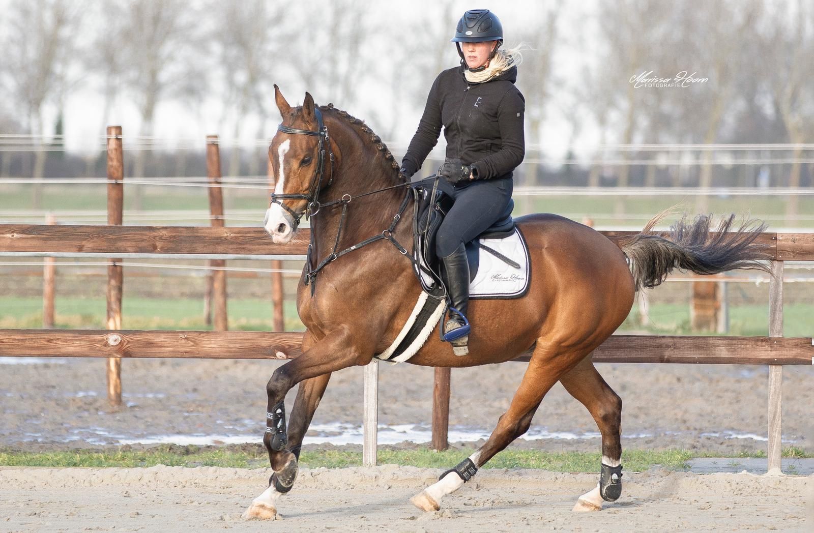 allrounder ruin 14 år till salu - Foto 5