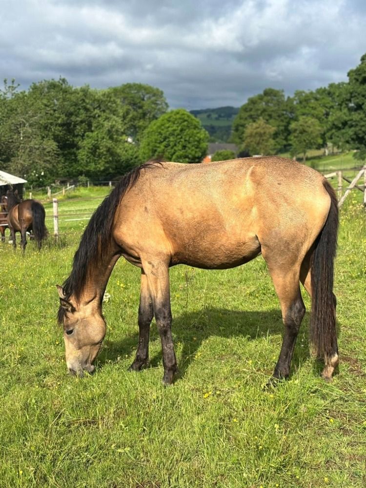 BWP dressuurpaard Merrie 2 jaar Andere te koop - Foto 2