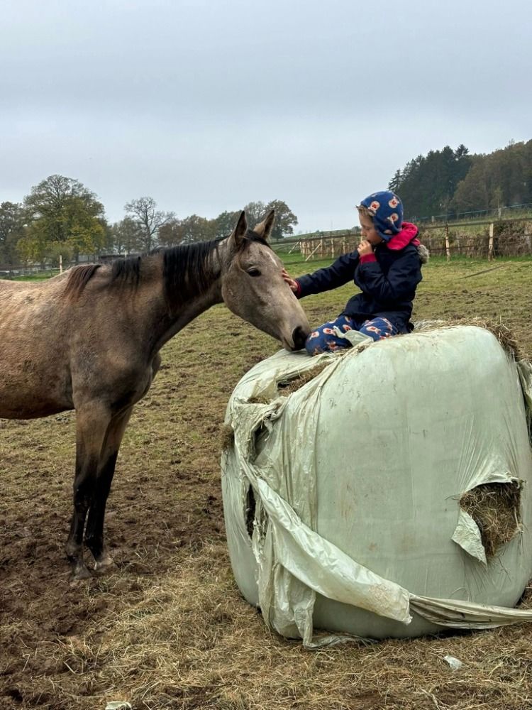 BWP dressuurpaard Merrie 2 jaar Andere te koop - Foto 5